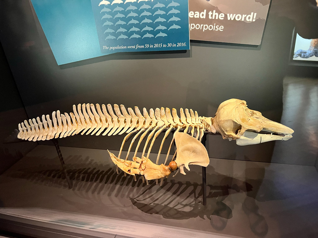 The Race to Save the Last Vaquitas: Inside the Fight to Keep the World's Most Endangered Mammal Alive