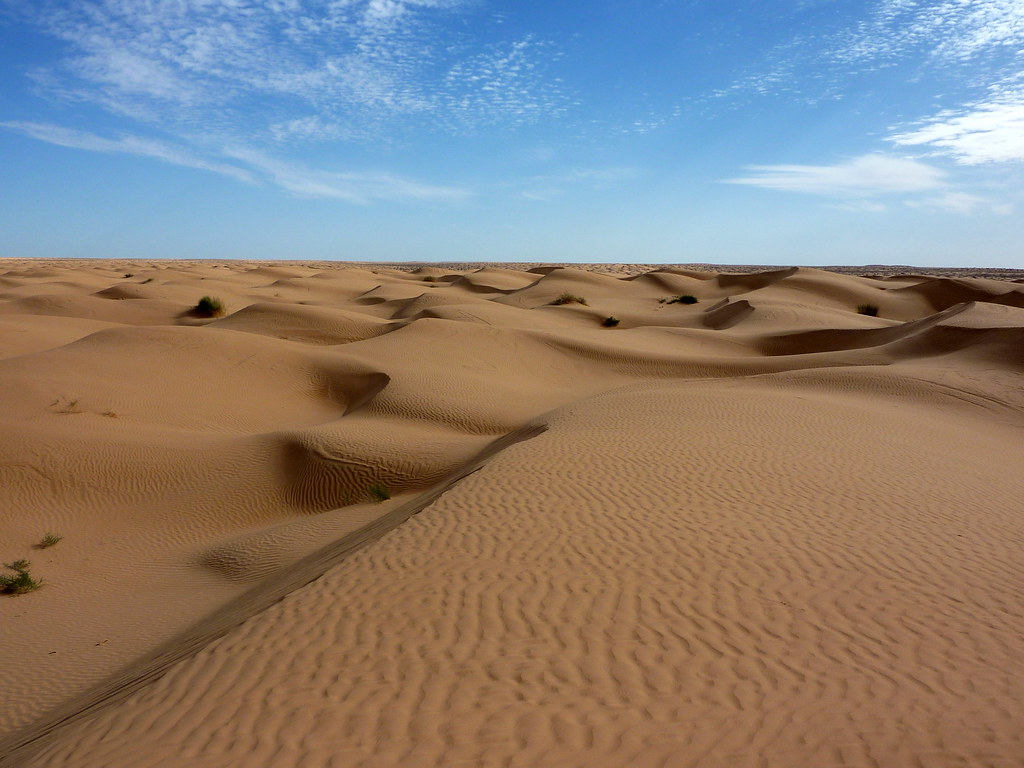 Can a Belt of Trees Stop the Sahara? The Great Green Wall's Hard Truths