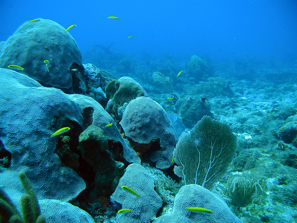 The Coral Reefs That Refuse to Die: Inside the World's Most Resilient Reefs