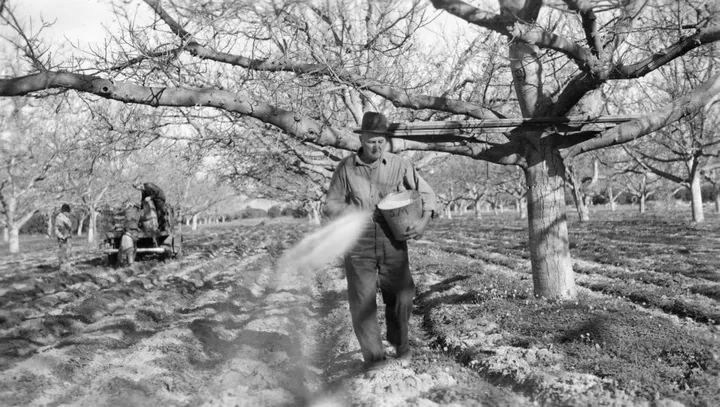 He grew up among walnut trees in Savur, in southeastern Turkey — where shoes were luxuries and farm work was loathed. — Photo: Orange County Archives (BY 2.0), via flickr