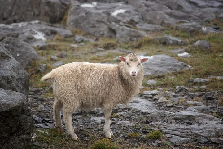 Sheep outnumber humans on the islands, and they've shaped the landscape for centuries. — Photo: Alexandar Vujadinovic (BY-SA 4.0), via wikimedia