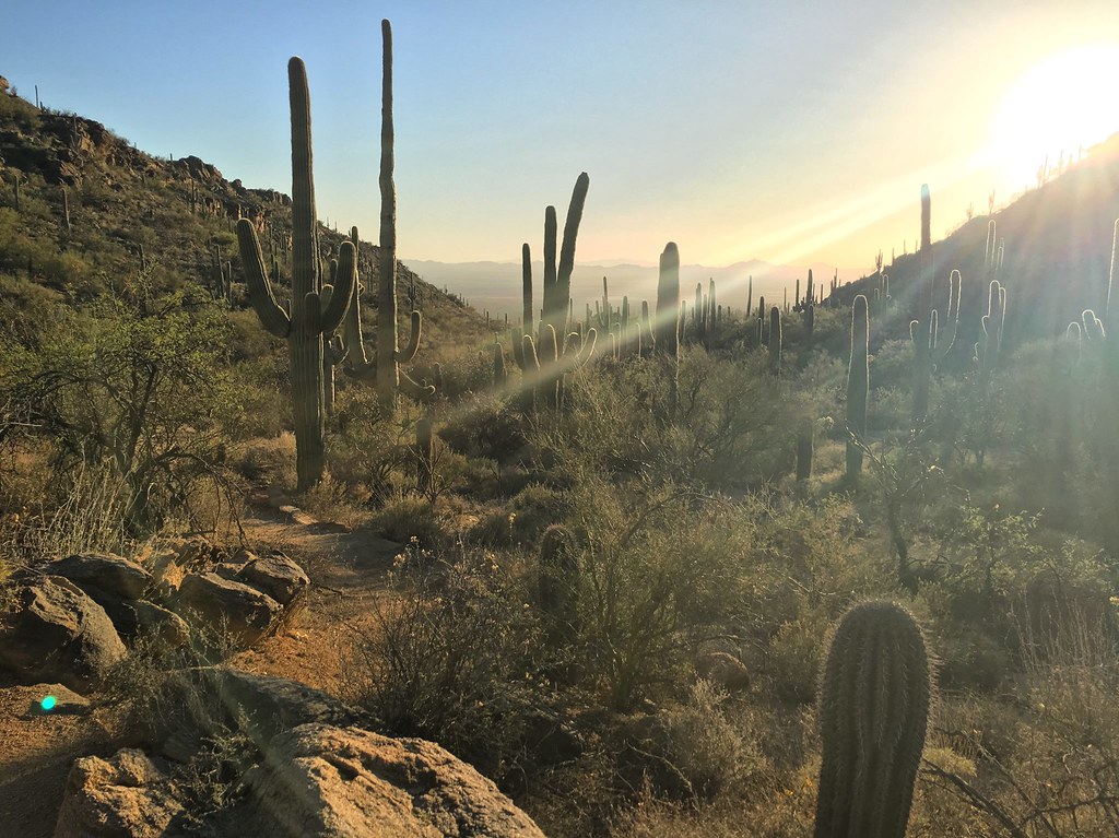 The Rise of the 'Climate Oasis': How Tucson Became a Model for Water-Scarce Futures